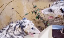 Critter Rescue!