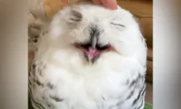 Owl Enjoys Being Stroked by Its Owner