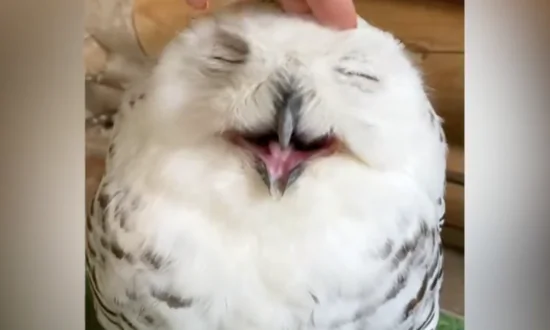Owl Enjoys Being Stroked by Its Owner