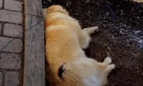 Sleepy Puppy Donates Some Fur to Bird’s Nest
