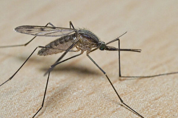 1st Case of Mosquito-Borne EEE Virus Found in Rhode Island in 2024, Officials Warn