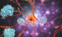 Increasing a Brain Protein May Slow Alzheimer’s Disease