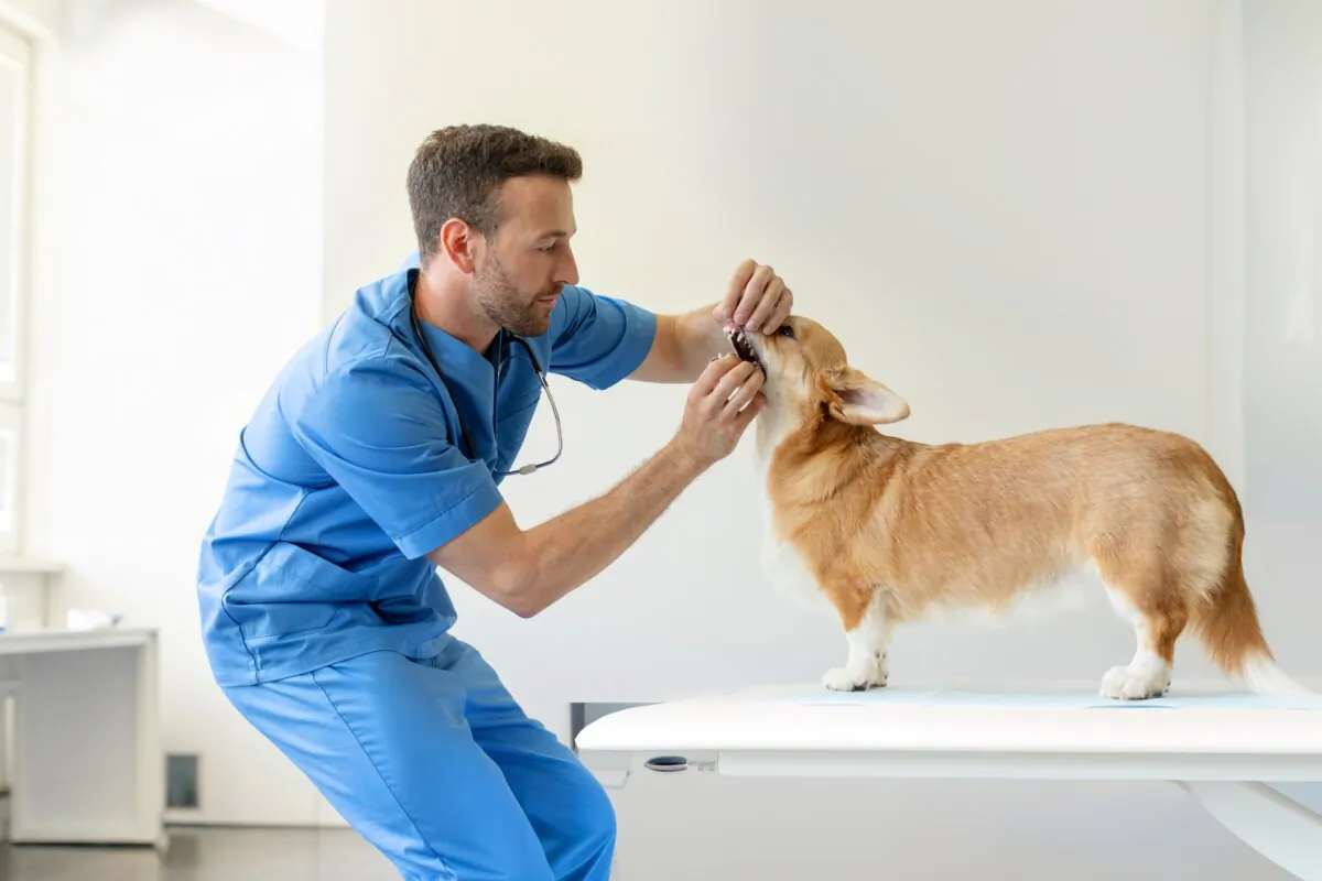 It is important to take your pet to the vet on schedule. (fast-stock/Shutterstock)