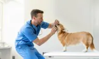 Protect Dog From Intestinal Parasites With Monthly Dewormer