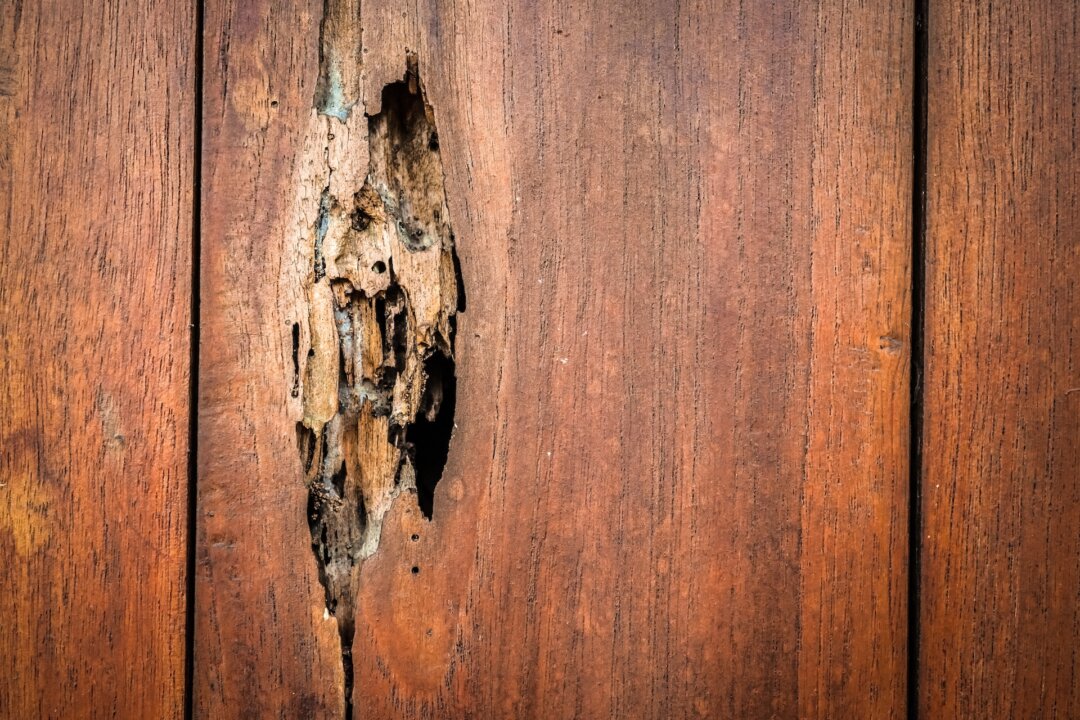 Termites Attacking One in Five Australian Homes