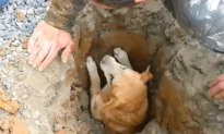 Dog Miraculously Rescued From Sewer