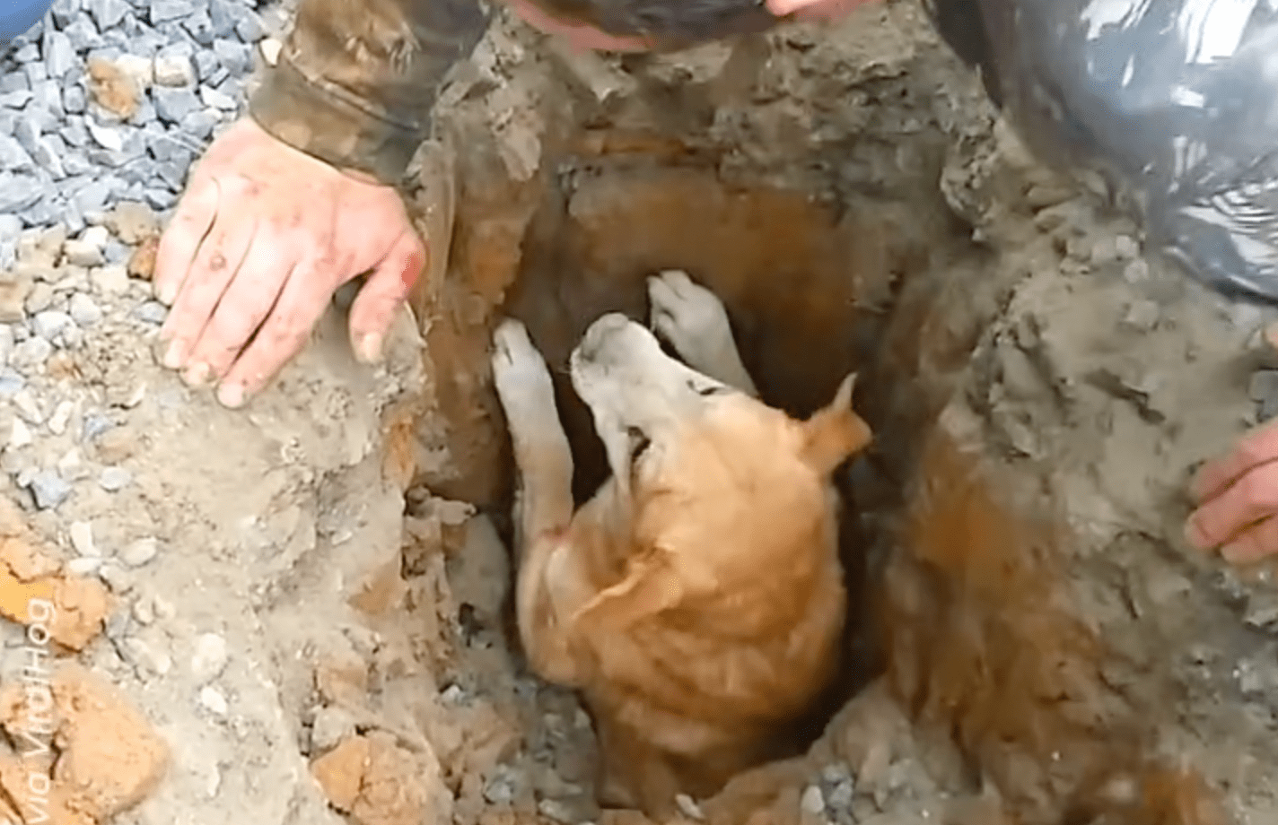 Dog Miraculously Rescued From Sewer EpochTV