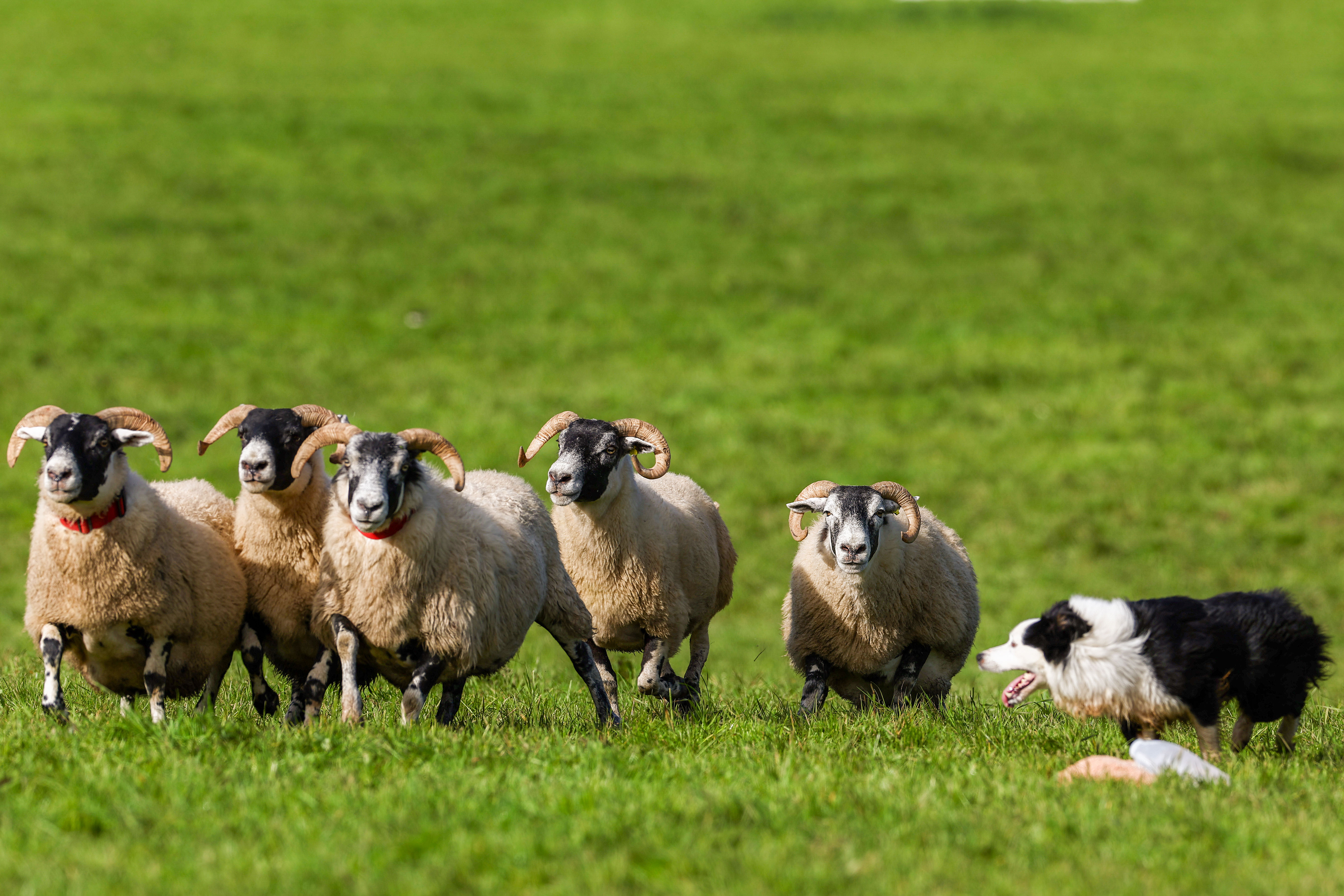 Day in Photos: International Sheepdog Trials, First Private Spacewalk, Finnish Defense Minister visits Japan