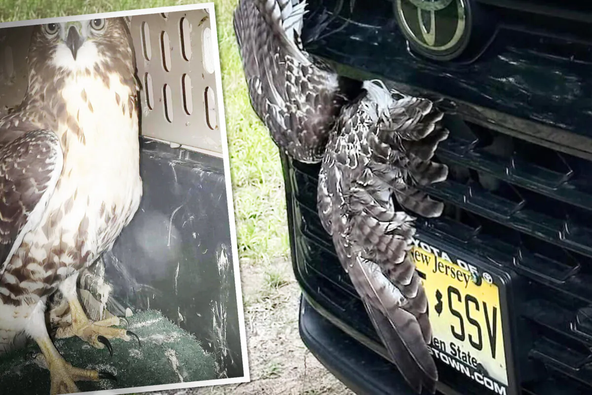 A red-tailed hawk rescued after being trapped behind the grille of a vehicle in New York state. (Courtesy of North Country Wild Care)