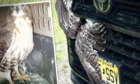 Driver Collides With Raptor, Finds Feathered Mess Behind Grille—Then They Rescue This Creature