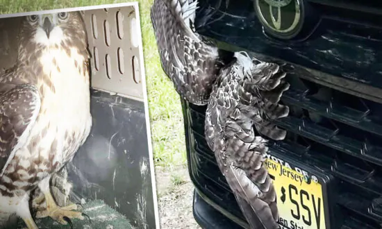 Driver Collides With Raptor, Finds Feathered Mess Behind Grille—Then They Rescue This Creature