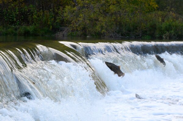 Where to See the Salmon Run in the Toronto Area