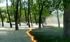 Mysterious Fluff Fire in Park