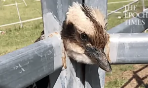 Woman Frees Kookaburra Trapped in Fence