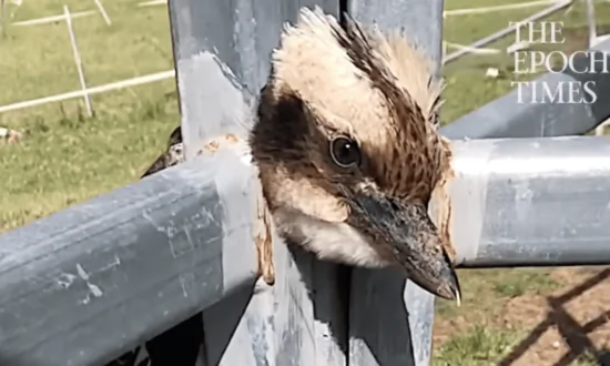 Woman Frees Kookaburra Trapped in Fence