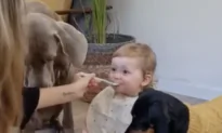 Woman Feeds Dogs Along with Her Baby