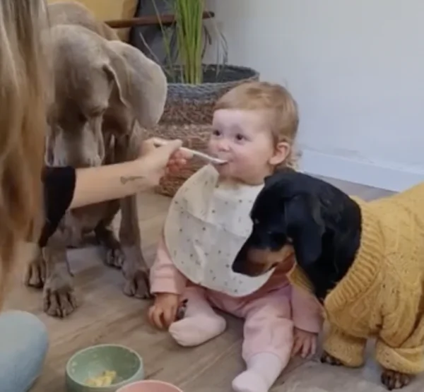 Woman Feeds Dogs Along with Her Baby