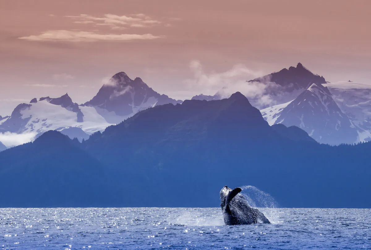 A whale breaches the water at Kenai Fjords National Park. (Gleb Tarro/Getty Images)
