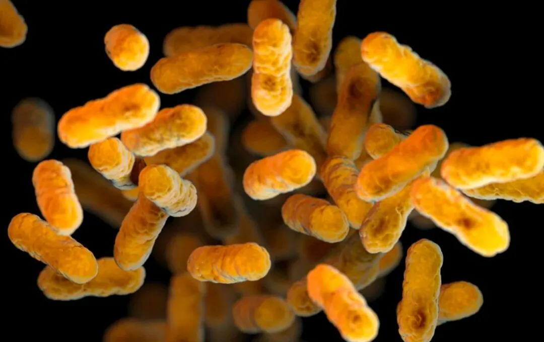 An undated image produced by the U.S. Centers for Disease Control and Prevention shows a whooping cough, or pertussis, bacteria cluster. (US CDC)