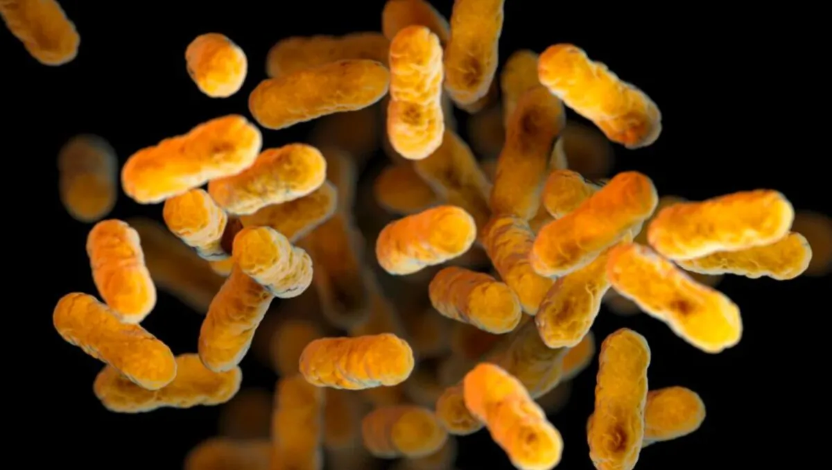 An undated image produced by the US Centers for Disease Control and Prevention shows a whooping cough, or pertussis, bacteria cluster. (US CDC)