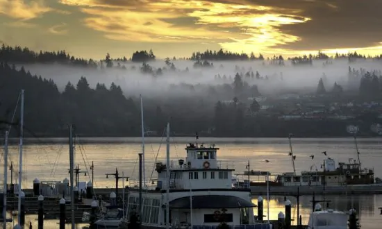 River Otter Attacks Child at a Seattle-Area Marina