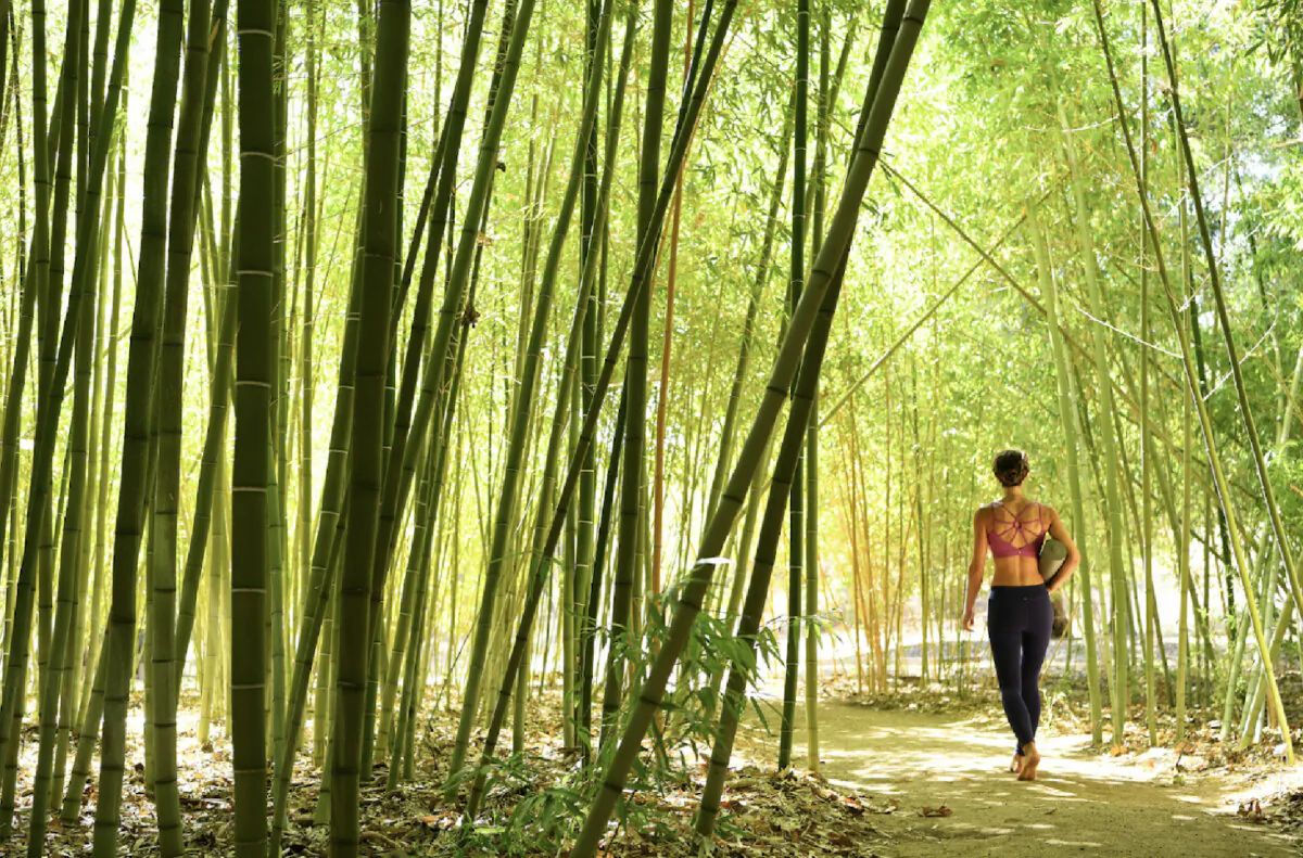 A bamboo forest of trails welcomes visitors to meander through on meditative walks at the sybaritic, Japanese-themed Golden Door health and wellness spa in Escondido, California. (Photo courtesy of the Golden Door)