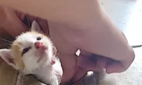 A Kind-Hearted Woman Rescued a Stray Kitten Stuck in a Drain Pipe