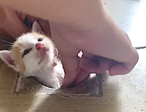 A Kind-Hearted Woman Rescued a Stray Kitten Stuck in a Drain Pipe
