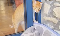 The Smartest Cats Ever