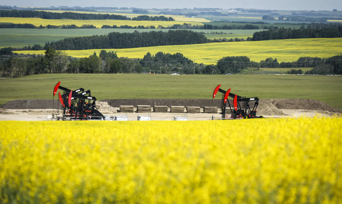 Pumpjacks draw out oil and gas from wellheads surrounded by Canola fields near Cremona, Alta., in a file photo. (The Canadian Press/Jeff McIntosh)