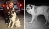 ‘Everything Fell Right Into Place’: Volunteers Help Dog Reunite With His Owner After He Went Missing 2 Years Ago