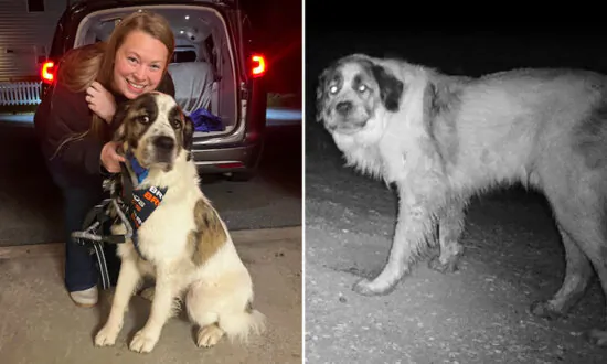 ‘Everything Fell Right Into Place’: Volunteers Help Dog Reunite With His Owner After He Went Missing 2 Years Ago
