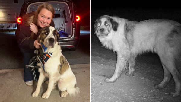 'Everything Fell Right Into Place': Volunteers Help Dog Reunite With His Owner After He Went Missing 2 Years Ago