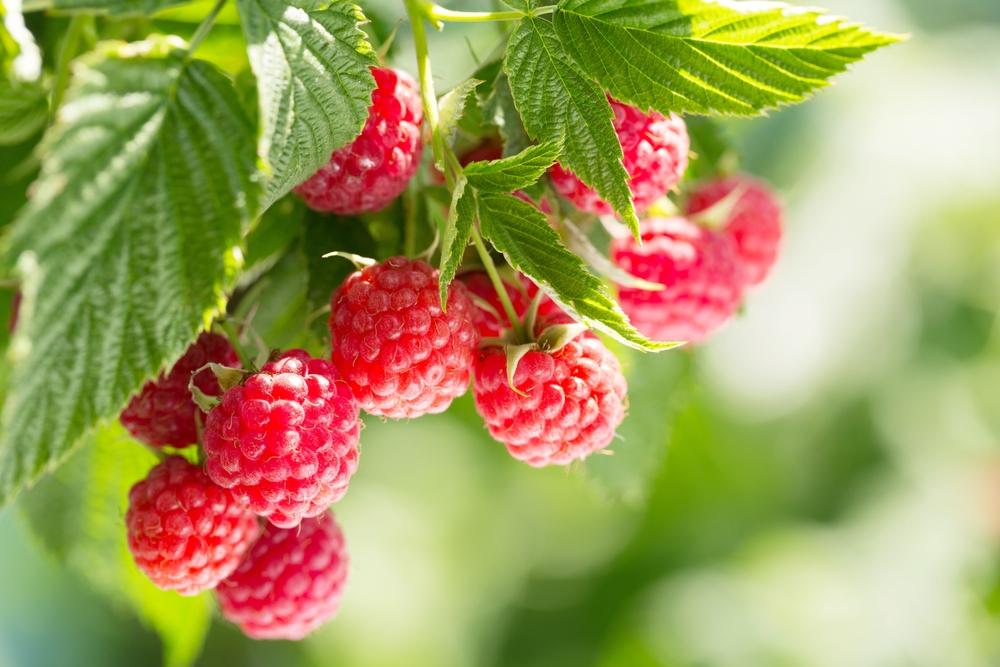 Why Raspberries Are the New Heart-Healthy Superfruit