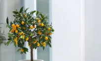 Indoor Horticultural Havens: Potted Trees and Other Surprising Houseplants