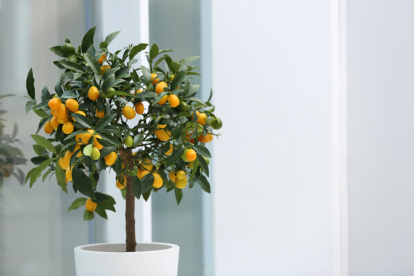 Indoor Horticultural Havens: Potted Trees and Other Surprising Houseplants