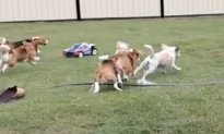 Puppy Racers Are Having So Much Fun