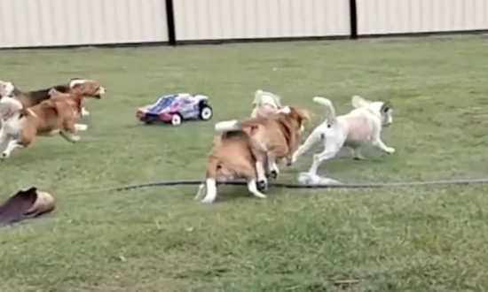 Puppy Racers Are Having So Much Fun