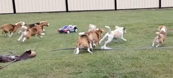 Puppy Racers Are Having So Much Fun