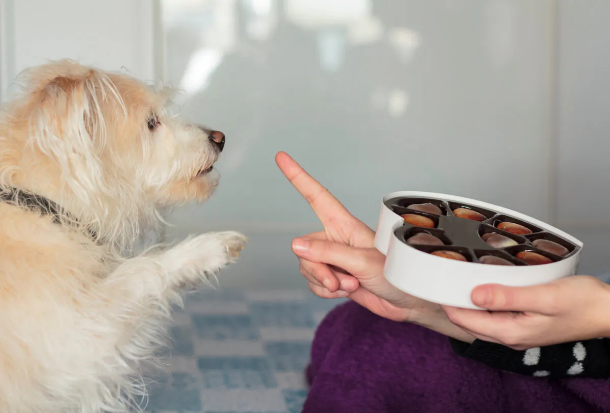 Keep chocolate away from your dogs. (rfranca/Shutterstock)