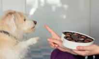 Chocolate Toxic to Dogs