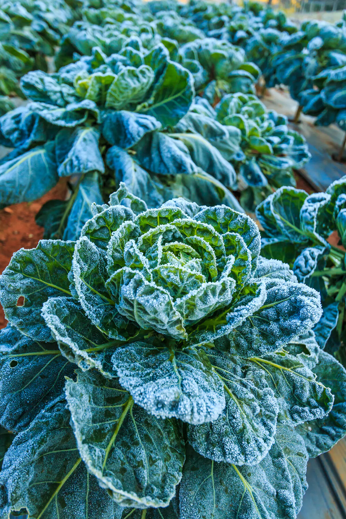 Fortunately, some vegetables like cabbage, broccoli, cauliflower, kale and Brussels sprouts tolerate frost and even taste better after a slight chill. (Dreamstime/TNS)