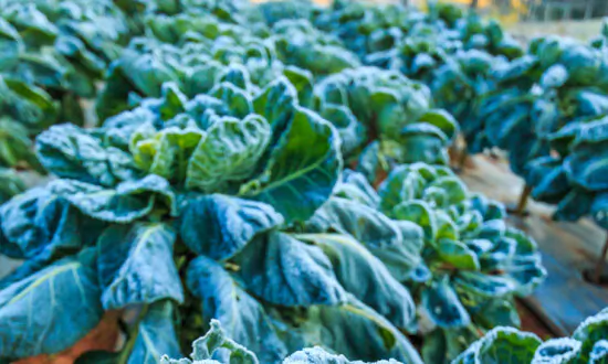 Gardening After the First Fall Frost