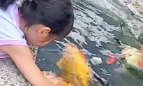 Little Girl Feeds and Strokes Giant Pet Koi