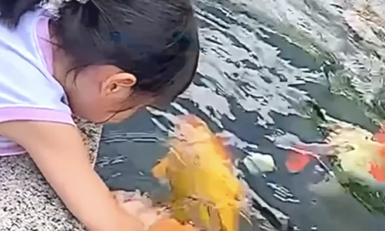 Little Girl Feeds and Strokes Giant Pet Koi