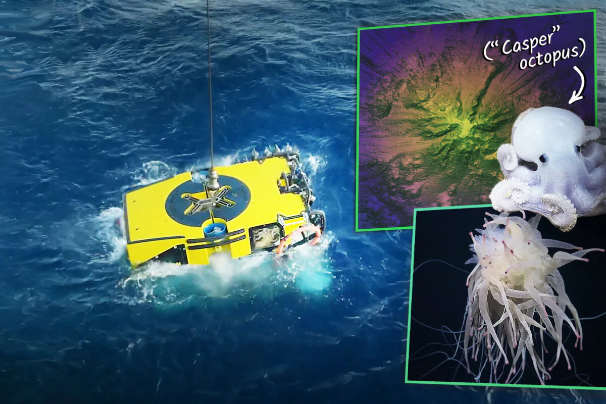 (Misha Vallejo Prut / Schmidt Ocean Institute)