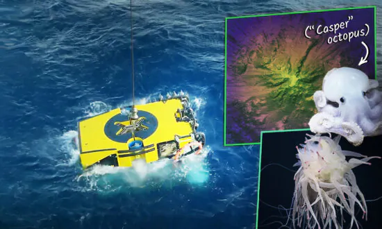 Ocean Explorers Find Seamount Thriving Thousands of Feet Underwater With Rare ‘Casper’ Octopus