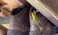 Adorable Nestlings Find Shelter in a Tiny Boot