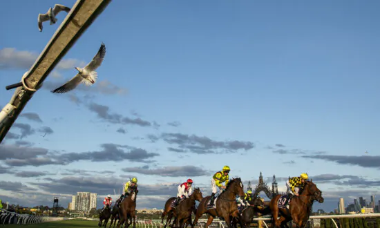 New Figures for Racehorse Deaths Released as Australia Prepares for the Melbourne Cup