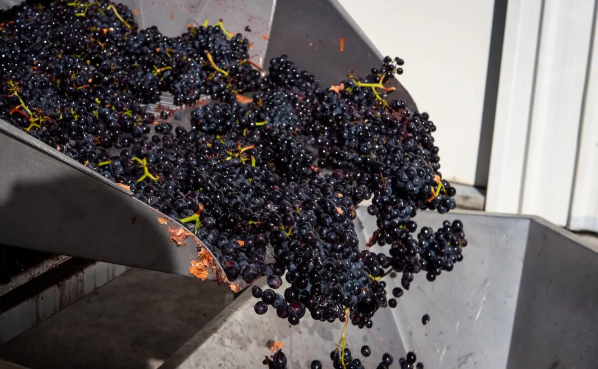 A large part of making wine is keeping everything clean. (Tonia Kraakman/Shutterstock)